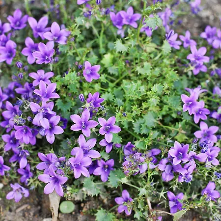 - 100m Grande Vakantiehuis *