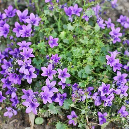 - 100m Grande 펜션 Les Sables-dʼOlonne