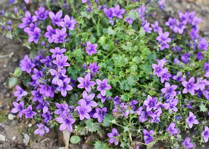 - 100m Grande Prázdninový dům Les Sables-dʼOlonne